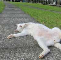หมู่บ้านแมว Houtong Cat Village 