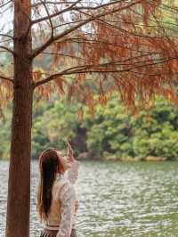 尋找橙紅色落羽松既蹤影