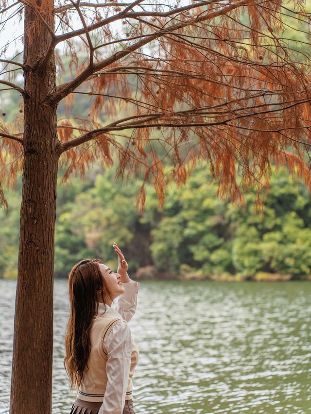 尋找橙紅色落羽松既蹤影