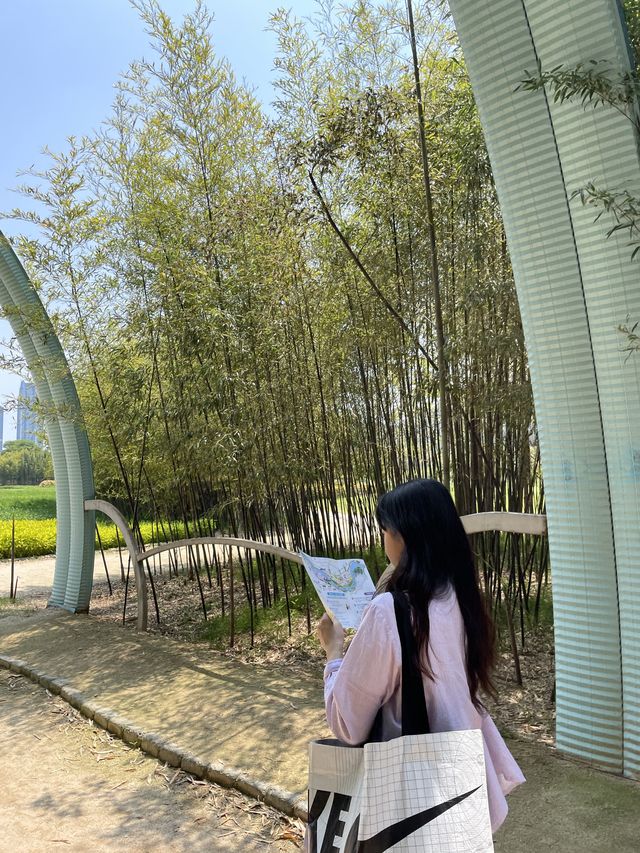 작약, 안개꽃이  아름답게 피어있는 태화강 국가정원