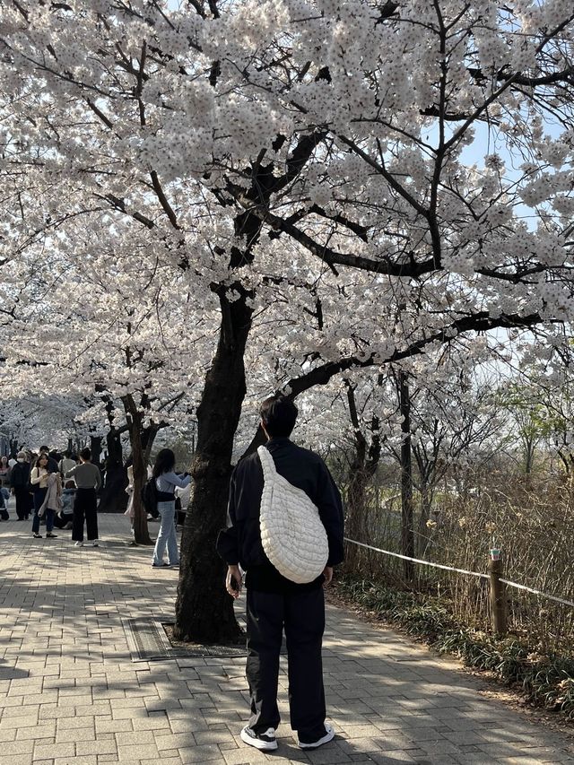 만개한 벚꽃은 여의도 한강공원에서!