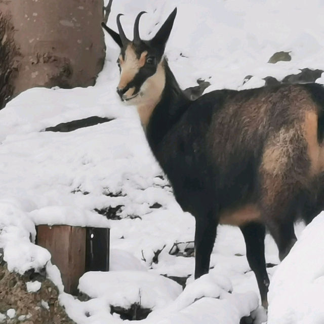 Exploring A Zoo In Winter