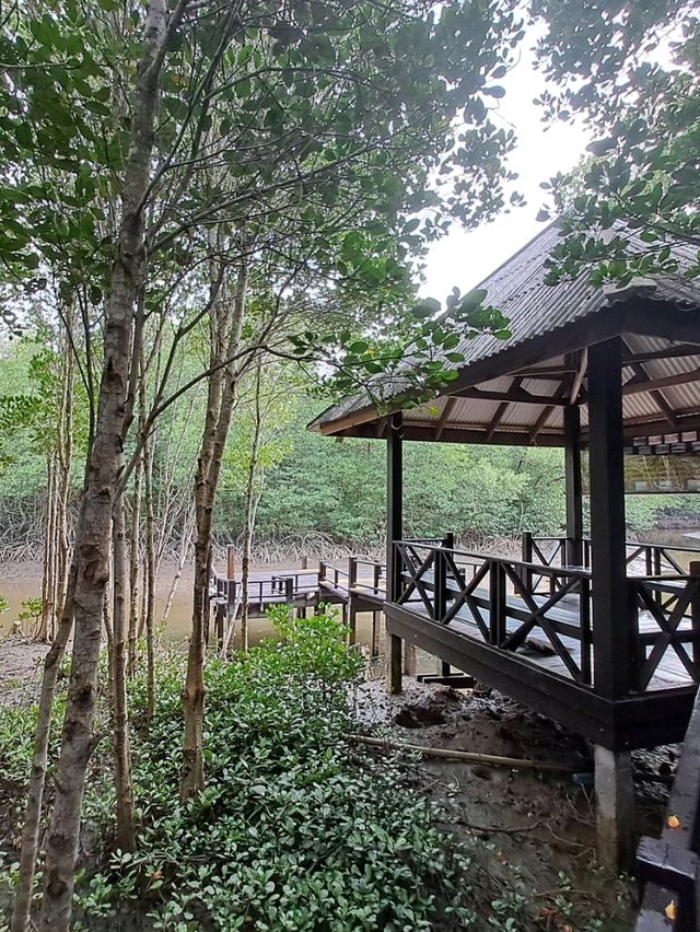 ไปหัวหิน แวะเที่ยวป่าชายเลนที่ปราณบุรี