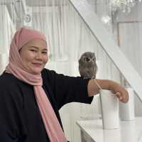 Make friends with an owl in this cafe!