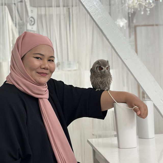 Make friends with an owl in this cafe!
