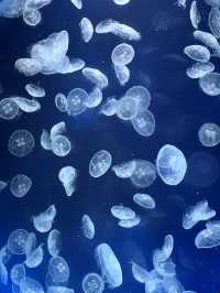 🐠 桃園高鐵景點～ X Park水族館 🪼