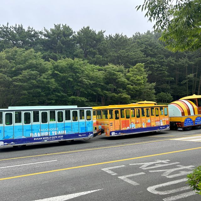 부산 영도 다누비열차타고 태종대 탐방하기🎶💚