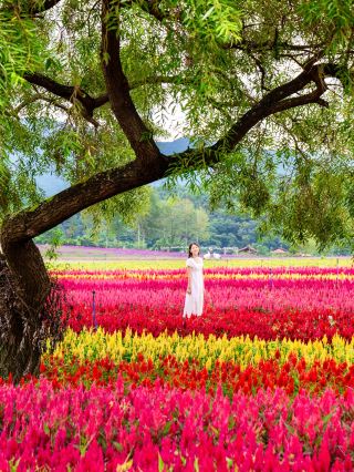 The most beautiful mandrake near Seoul:: Goseokjeong Flower Garden