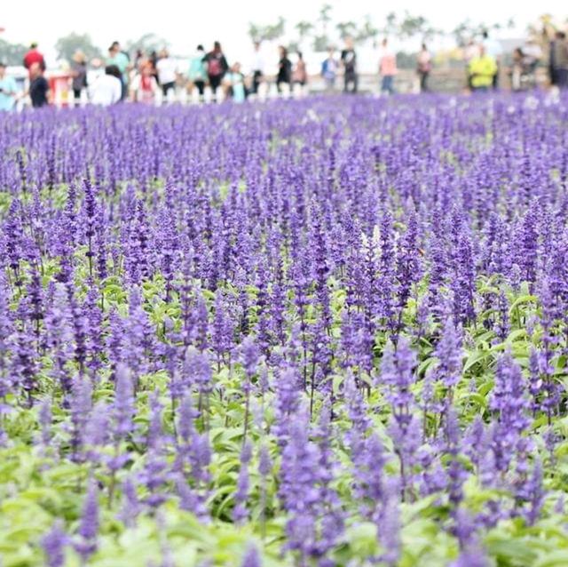 Sea of Flowers in Xinshe