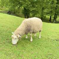 六甲山牧場【北エリア】動物が近くふれ合える癒されエリア