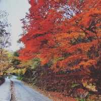 Most beautiful falling season at Bamsagol