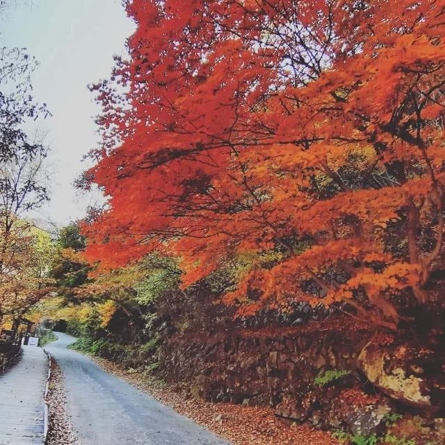 Most beautiful falling season at Bamsagol