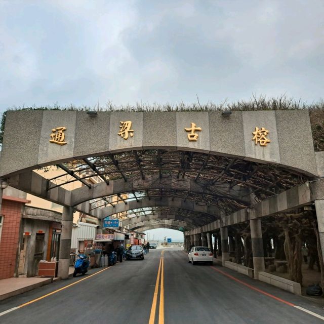 澎湖|通梁古榕，百年神木，見證歲月，尋訪台灣自然之美與文化底蘊的神奇旅程