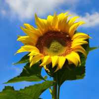 向日葵畑 🌻🌞燦爛陽光下的黃金海洋🌅🌻