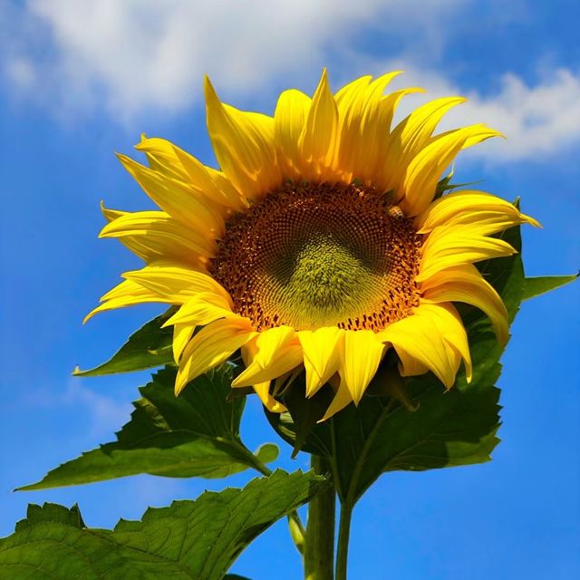向日葵畑 🌻🌞燦爛陽光下的黃金海洋🌅🌻