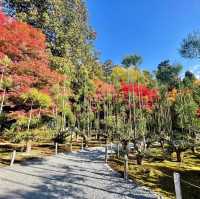 Kinkaku-ji Temple - Golden Pavillion 