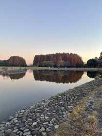 【東京・絶景スポット】メタセコイヤの森🌳水元公園