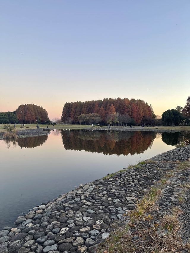 【東京・絶景スポット】メタセコイヤの森🌳水元公園