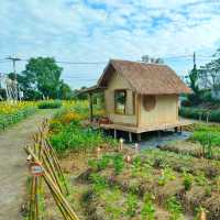 ทุ่งทานตะวันระแหง