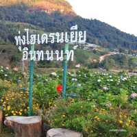 เที่ยวสวนไฮเดรนเยีย ดอยอินทนนท์ เชียงใหม่