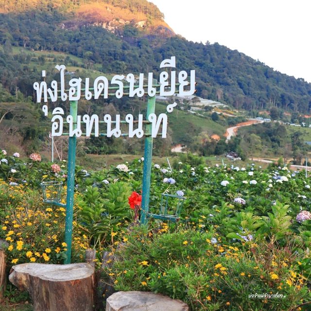 เที่ยวสวนไฮเดรนเยีย ดอยอินทนนท์ เชียงใหม่