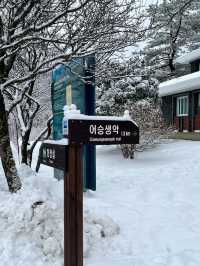 Experience White Winter @Jeju Island