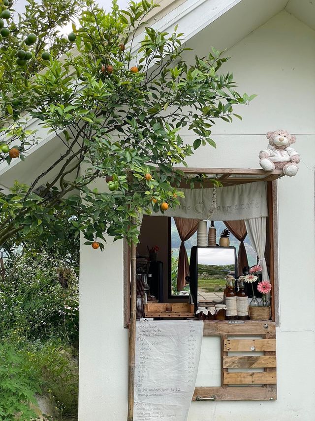 🍊 JINJU the orange farm - สวนส้มจินจู 🍊🧺🌳   🌳