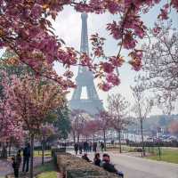 Cherry Blossom in France