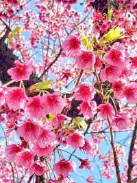 【荏原神社/東京都】寒緋桜が美しい神社