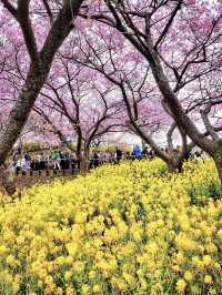 🌸matsuda city cherry blossom festival 🌸