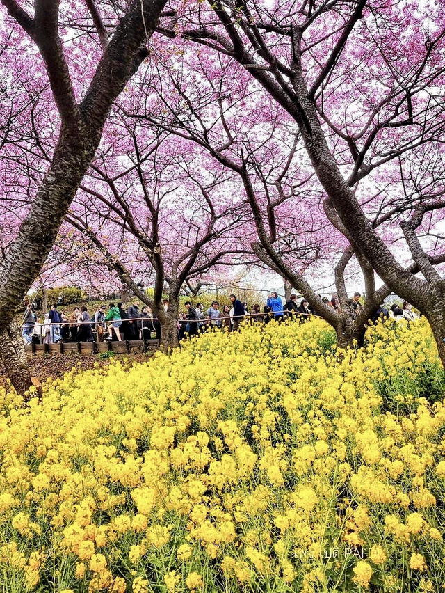 🌸matsuda city cherry blossom festival 🌸