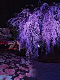 【京都×桜】桜のプロジェクションマッピングで彩られた庭園が美しい🤩※攻略のコツ情報付