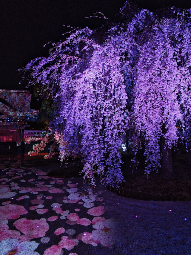 【京都×桜】桜のプロジェクションマッピングで彩られた庭園が美しい🤩※攻略のコツ情報付