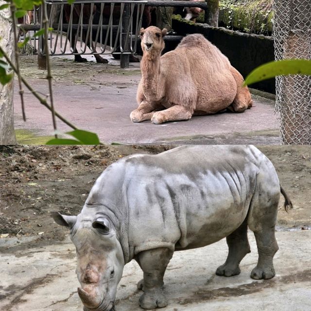【臺北景點】臺北市立動物園：動物多樣、環境乾淨，適合教育、娛樂和探險