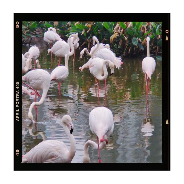 【金澤動物園】可愛動物表演，充實又開心的遊覽體驗！