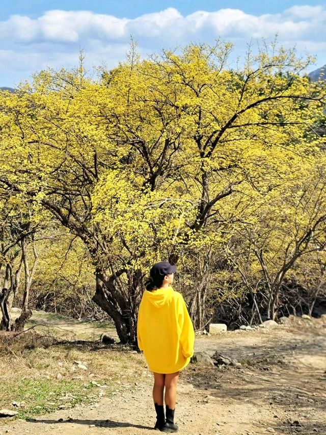 노랑노랑 예쁜 시크릿 산수유마을은 여기💛