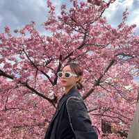 겨울에 피는 일본 도쿄 근교 카와즈 벚꽃 마츠리 축제🌸