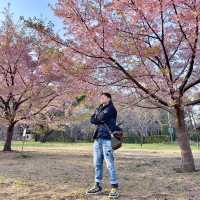 東京🇯🇵小金井公園🌸賞櫻花
