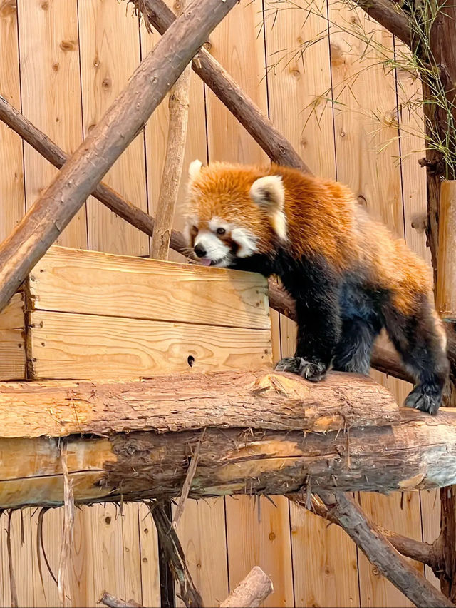 【伊豆】世界中のサボテンと動物たちと触れ合える伊豆シャボテン動物公園🌵🦚