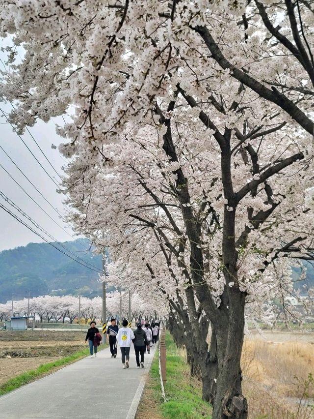지금 원주천엔 벚꽃물결이 한가득🌸