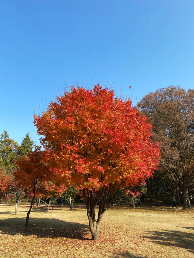 🍂 Winter Sonata Tree