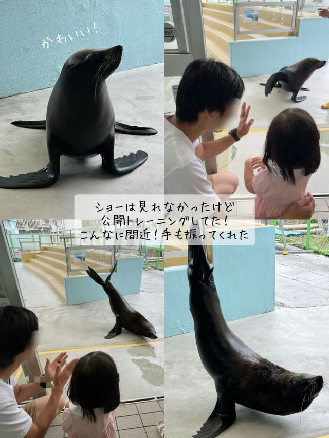 たった900円？！超絶楽しい水族館