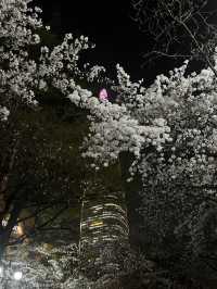 석촌호수 벚꽃축제 낮밤 너무 이뻐요🌸