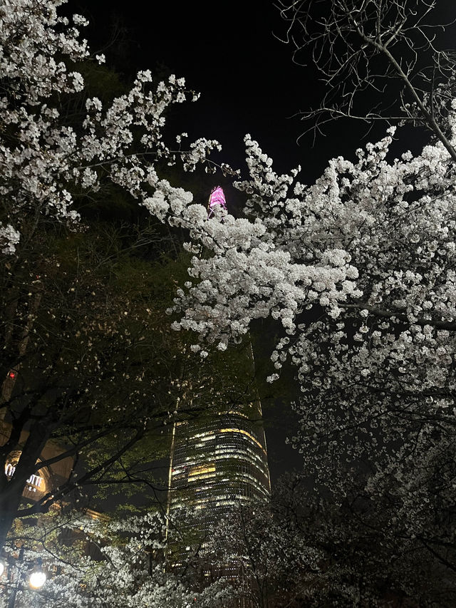 석촌호수 벚꽃축제 낮밤 너무 이뻐요🌸