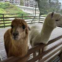 Cameron Highlands 