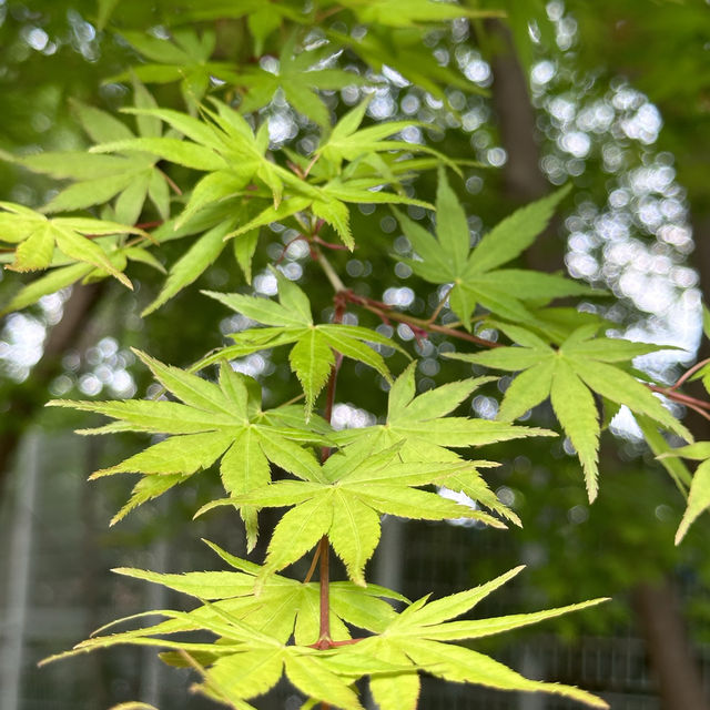 Gwangju in spring 