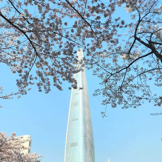 Beautiful Cherry Blossom of Lotte World Tower