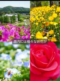 【茨城】森の中にキラキラと輝くシャガの群生 お花の楽園