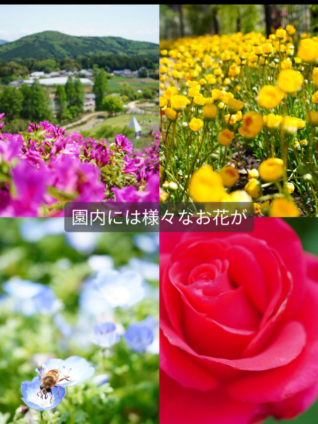 【茨城】森の中にキラキラと輝くシャガの群生 お花の楽園
