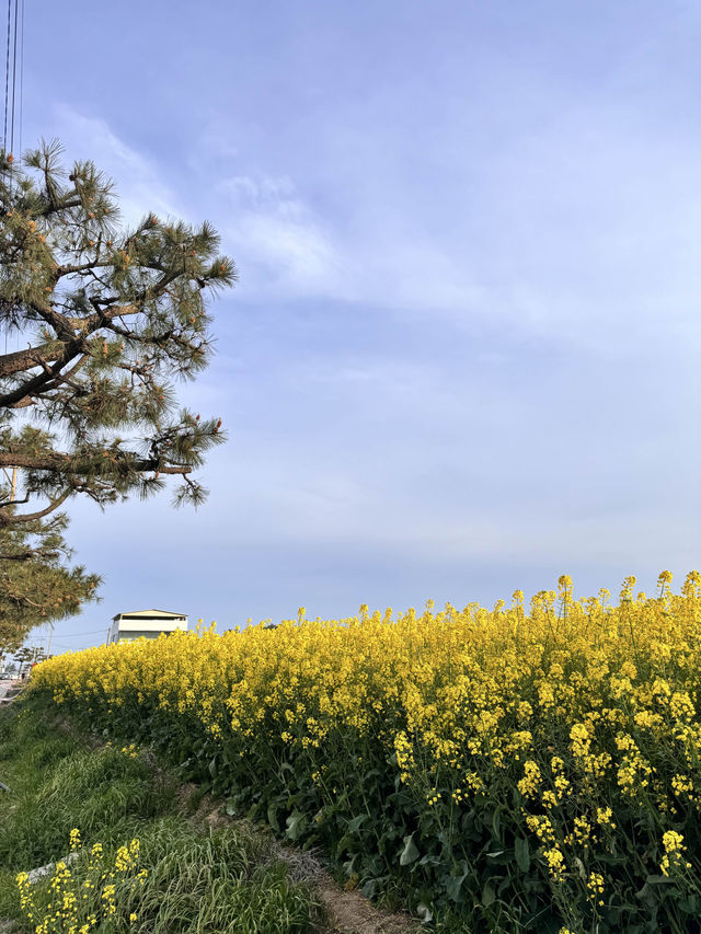 4월은 유채꽃의 달 💛 포항에 놀러오세요!